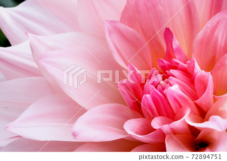 達利亞盛開 72894751