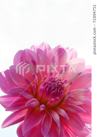 達利亞盛開 72894752