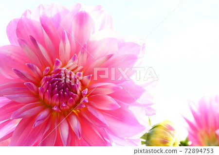 達利亞盛開 72894753