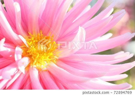 達利亞盛開 72894769