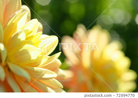 達利亞盛開 達利亞盛開 72894770