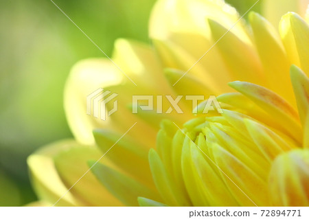 達利亞盛開 72894771