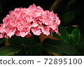 Gorgeous hydrangea welcoming summer 72895100
