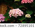 Gorgeous hydrangea welcoming summer 72895101