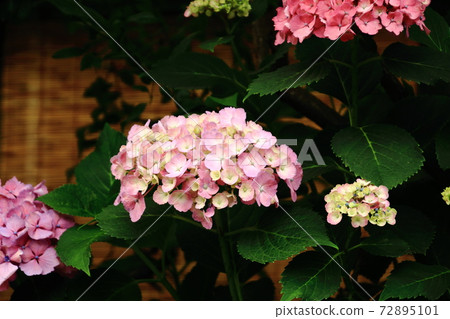 華麗的繡球花歡迎夏天 華麗的繡球花歡迎夏天 72895101