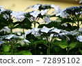 Gaku hydrangea celebrating summer 72895102