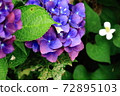 Hydrangea flowers celebrating summer 72895103