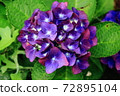 Beautiful hydrangea welcoming summer 72895104