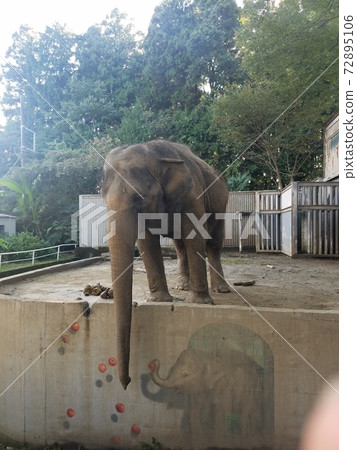 Elephant in the zoo Elephant in the zoo 72895106