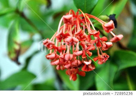 Bearded plant 72895236