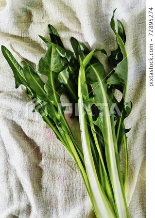 Green leaves of common chicory 72895274