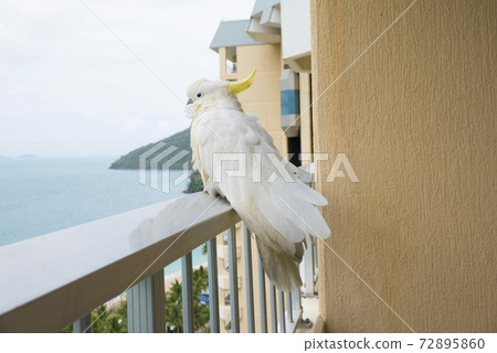 Cocatu resting on the balcony of the resort hotel 72895860