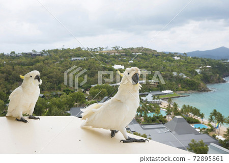 Cocatoo aiming for food on the balcony of the resort hotel 72895861
