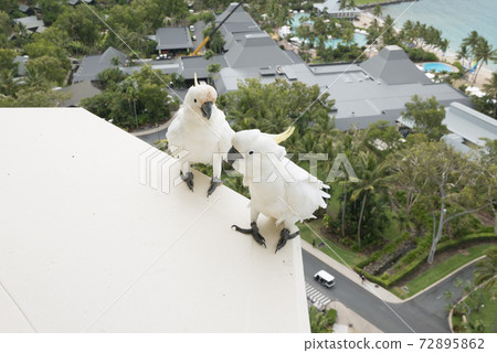 Cocatoo aiming for food on the balcony of the resort hotel Cocatoo aiming for food on the balcony of the resort hotel 72895862
