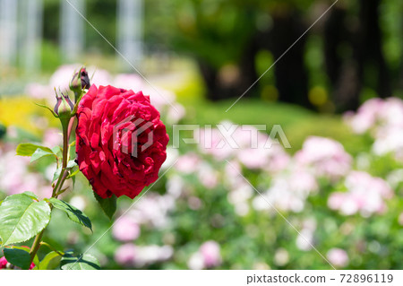 紅玫瑰Winshotten 紅玫瑰Winshotten 72896119