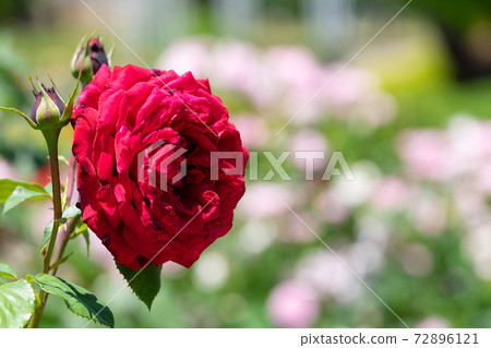 紅玫瑰Winshotten 72896121