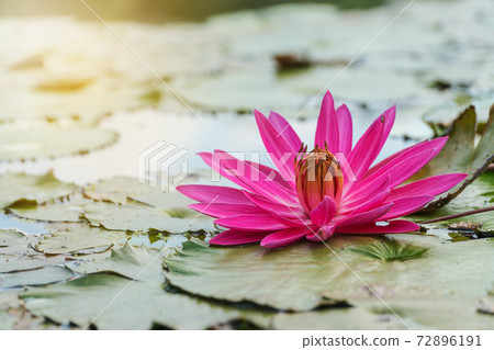 Red Lotus blooming in the morning day with sunlight on natural background. . 72896191