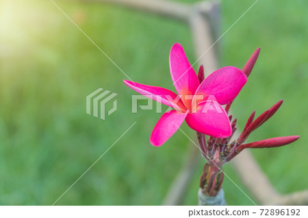 Beautiful Red Plumeria on tree for background. 72896192