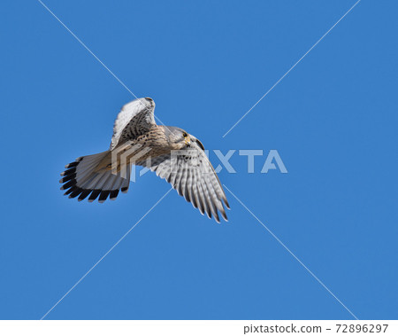 Kestrel looking for prey while hovering Kestrel looking for prey while hovering 72896297