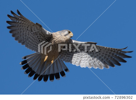 Kestrel looking for prey while hovering Kestrel looking for prey while hovering 72896302