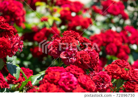 緋紅色玫瑰Labagroot 72896730