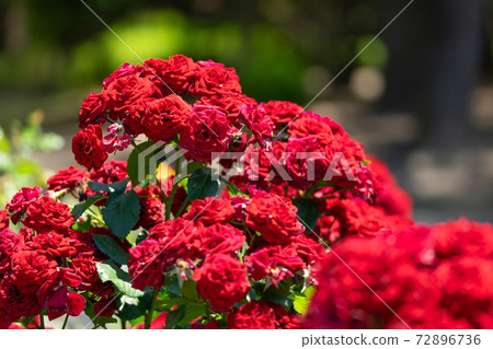 緋紅色玫瑰Labagroot 72896736