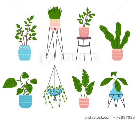 Decorative set green plant with long leaves in ceramic pot, pot with houseplant. Home interior plant 72897089