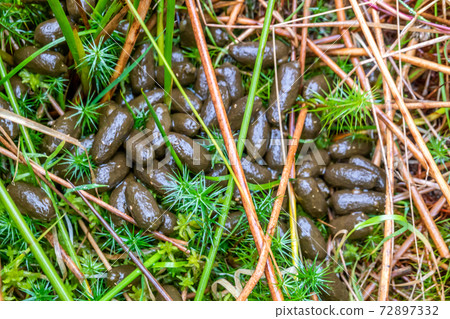 Fresh droppings of european roe deer ,capreolus capreolus, in the field Fresh droppings of european roe deer ,capreolus capreolus, in the field 72897332
