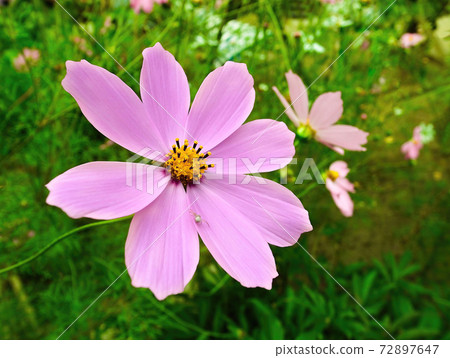 Kosmeya flowers growing in the garden. Kosmeya flowers growing in the garden. 72897647