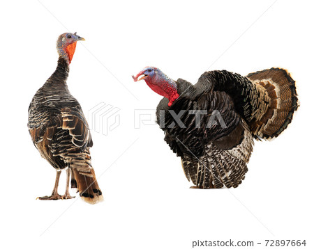 male and female turkeys isolated on a white 72897664
