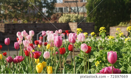 Winter blooming tulips and rape blossoms Winter blooming tulips and rape blossoms 72897669