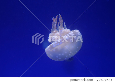 Tako水母 72897683