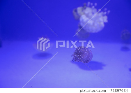 Tako水母 Tako水母 72897684