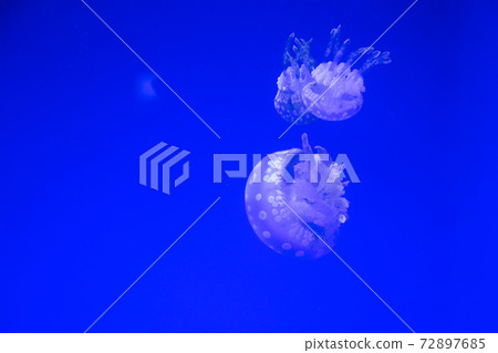 Tako jellyfish 72897685