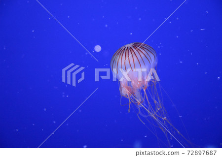 紅色水母 紅色水母 72897687
