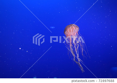 紅色水母 紅色水母 72897688