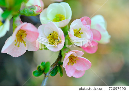 模糊的鮮花 72897690