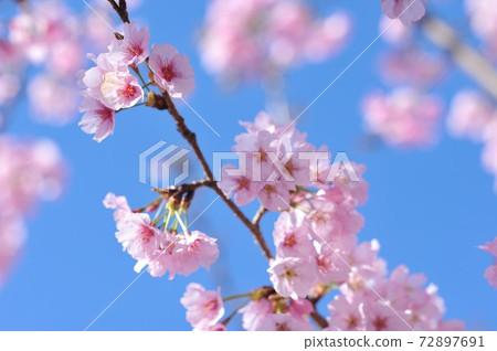 櫻花盛開 72897691