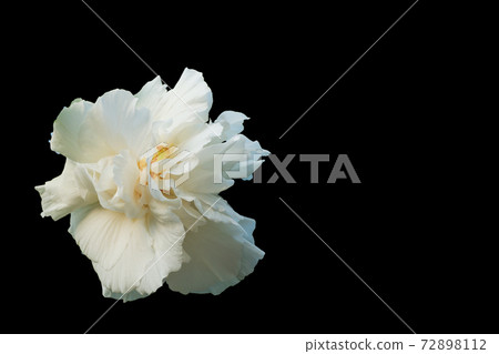 White Cotton rose isolated on black background. Confederate rose (Hibiscus mutabilis L) White Cotton rose isolated on black background. Confederate rose (Hibiscus mutabilis L) 72898112