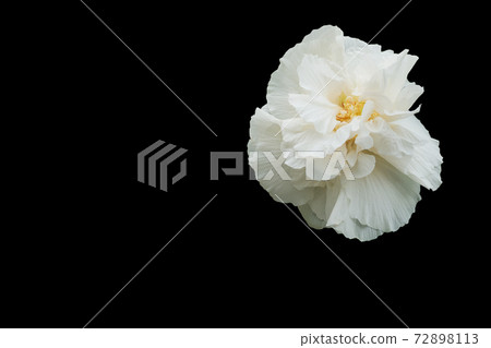 White Cotton rose isolated on black background. Confederate rose (Hibiscus mutabilis L) 72898113