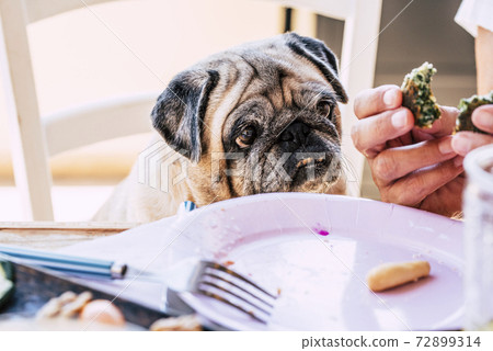 Old and fun pug dog portrait looking at some food while human owner eat it - concept of adorable domestic life animal at the table 72899314