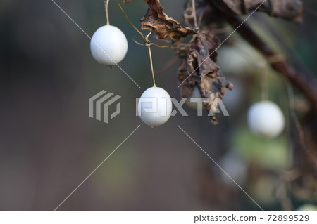 初冬時沙丁魚小果實 72899529