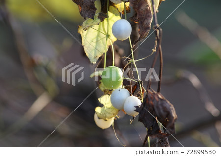 Small white pearl oyster fruit in early winter 72899530