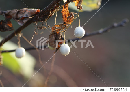 Small white pearl oyster fruit in early winter Small white pearl oyster fruit in early winter 72899534