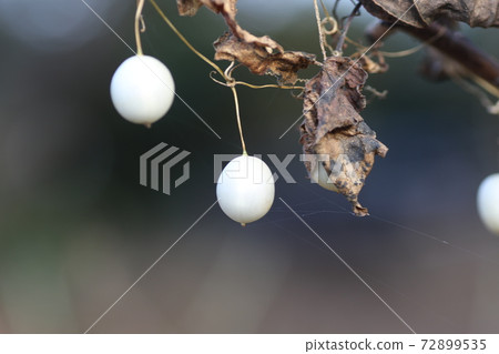 Small white pearl oyster fruit in early winter 72899535