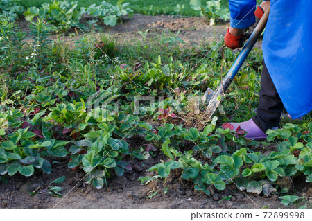 Woman weed the weeds of strawberry in field, work process Woman weed the weeds of strawberry in field, work process 72899998
