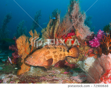 Lycodon rufozonus and Oisobana (Tachai Island, Similan Islands, Kingdom of Thailand) 72900688