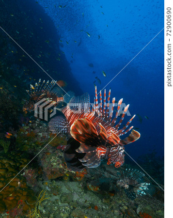 Hanaminokasago在珊瑚礁中游泳（Richeryu岩，素林群島，泰國王國） 72900690