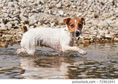 small jack russell terrier