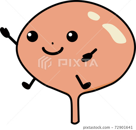 健康膀胱 72901641